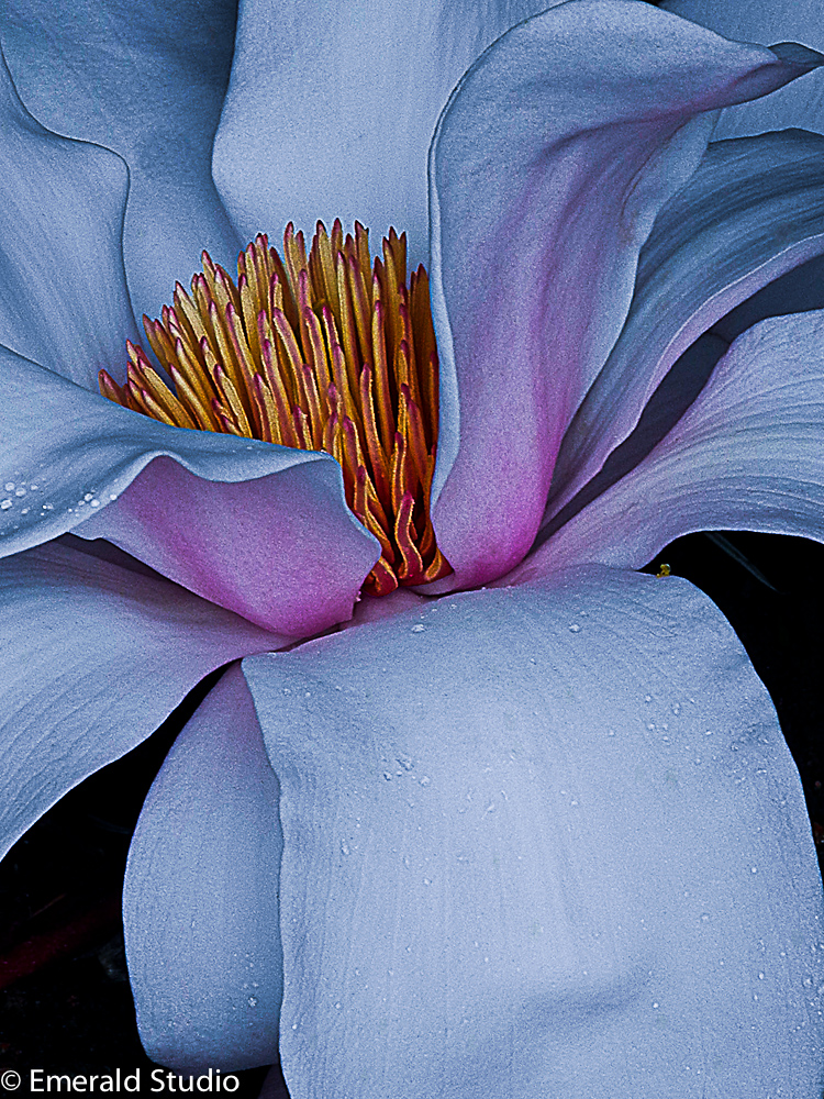 Vince Ferguson - Magnolia - Digital Image