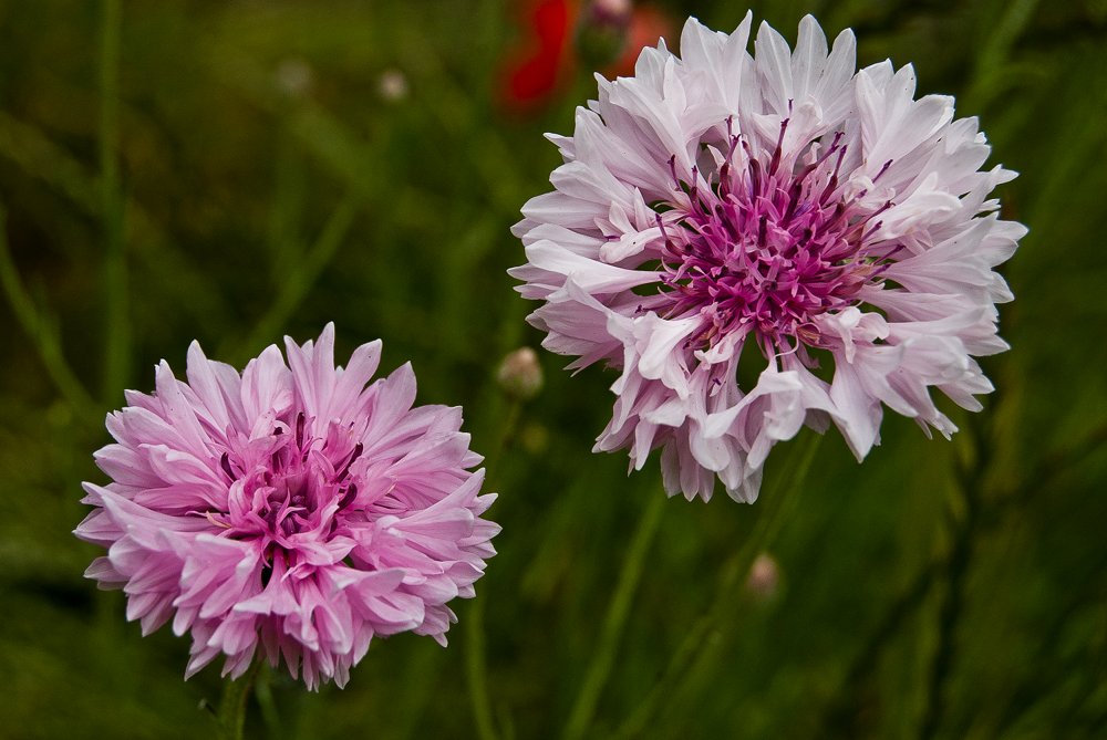 Summertime Flowers, pt.&nbsp;1