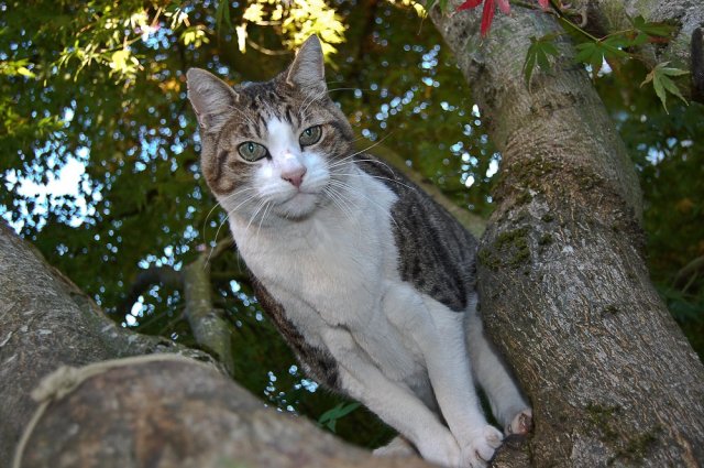 Sinatra poses for the camera before heading out on a walk-a-bout.
