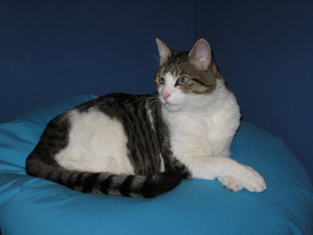 Sinatra's official portrait from a few years back. 