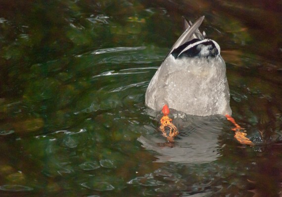 Vince Ferguson - Duck Butt - Digital Image