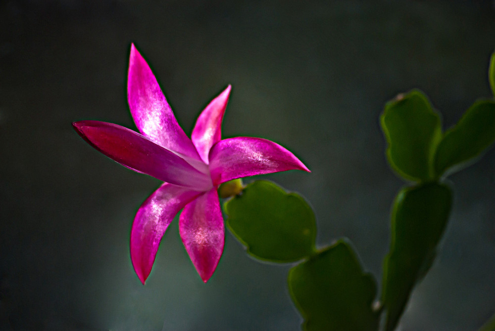 Winter Flowers