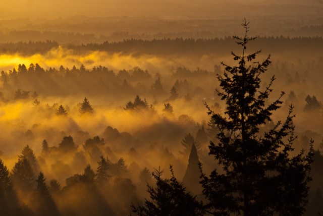 Vincent Ferguson - Foggy Forest - Digital Image