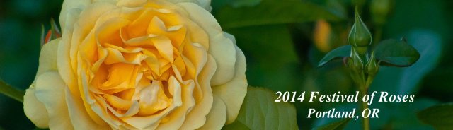 Vince Ferguson - Rose Panoramic - Digital Image