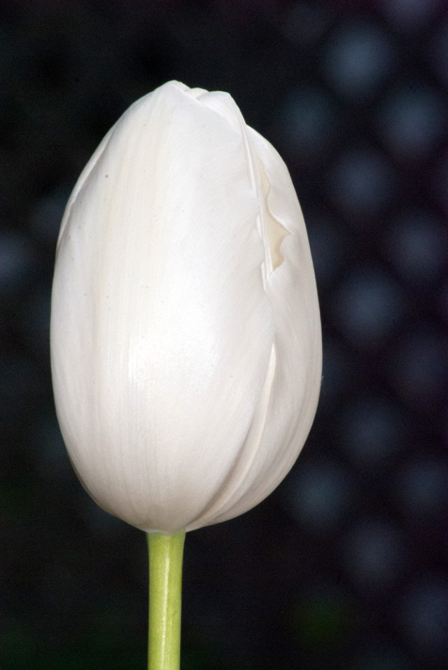 Vince Ferguson - White Tulip - Digital Image