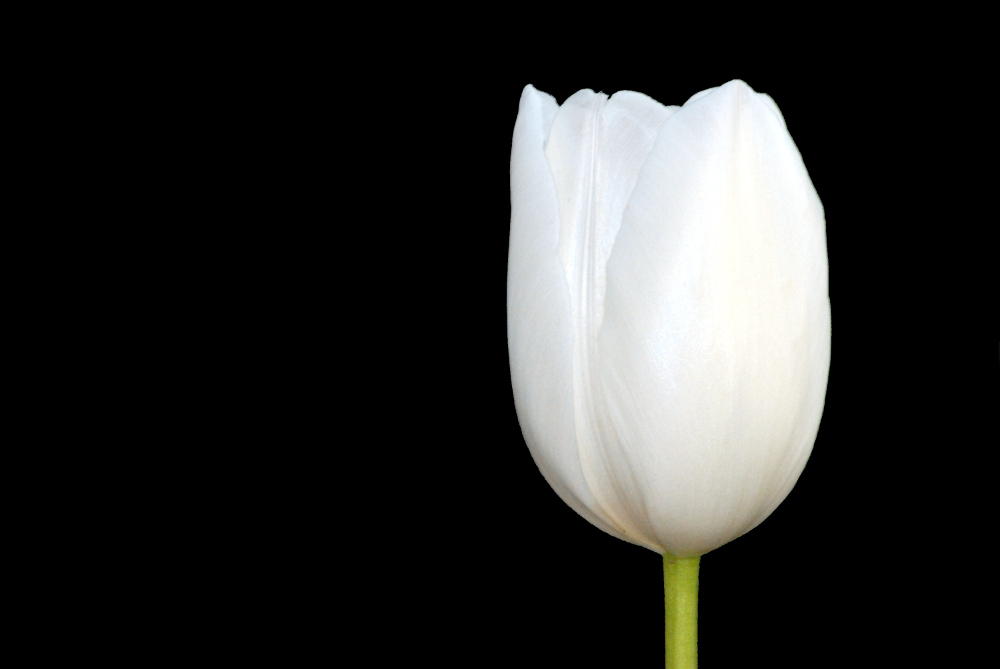 Wonderful White Tulips