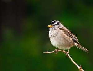 Vince Ferguson - Chickadee - Digital Image