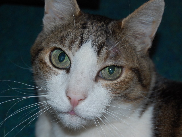 Vince Ferguson - Sinatra, 30 July 2006 - Digital Image