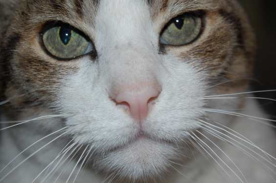 Vince Ferguson - Sinatra, up Close - Digital Image