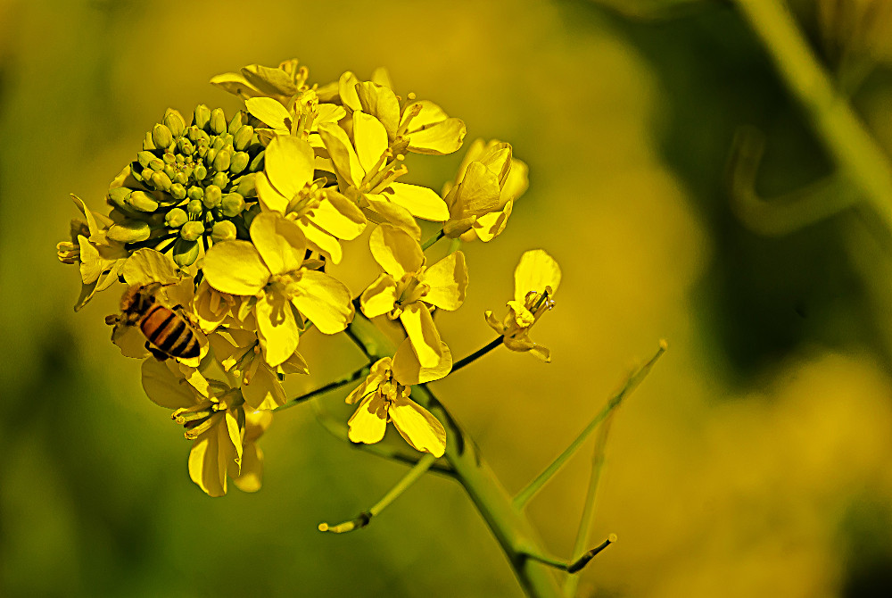 The Color is&nbsp;#Yellow