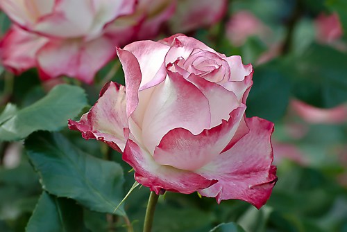 C. Vincent Ferguson - Cherry Parfait Unity Rose - Digital Image