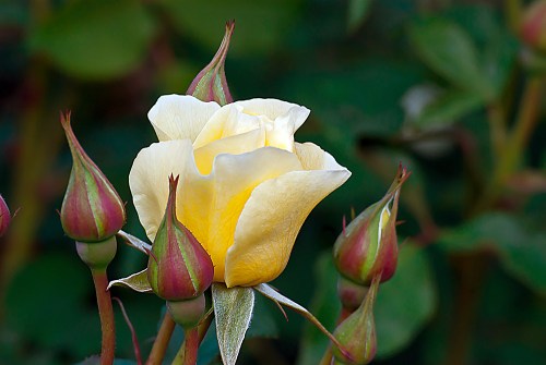 C. Vincent Ferguson - High Voltage Yellow Rose - Digital Image