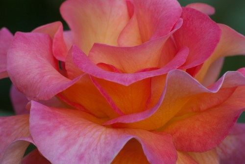 C. Vincent Ferguson - Mardi Gras Rose Macro - Digital Image