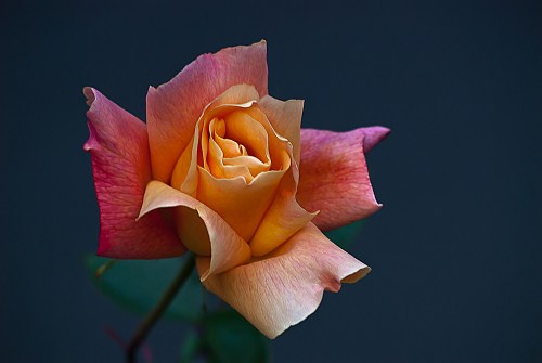 C. Vincent Ferguson - Peach Rose Bud - Digital Image