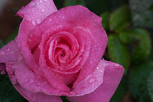 C. Vincent Ferguson - Pink Rose - Digital Image