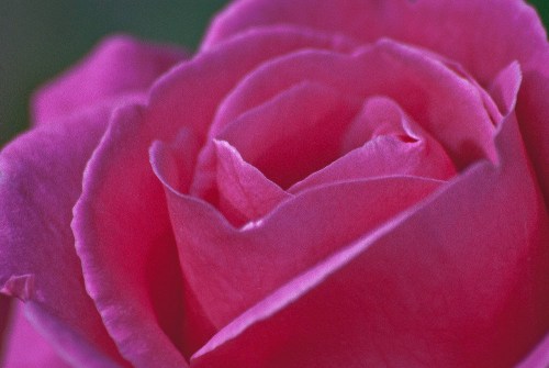 C. Vincent Ferguson - Rose Macro - Digital Image