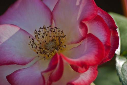 C. Vincent Ferguson - Rose Macro - Digital Image