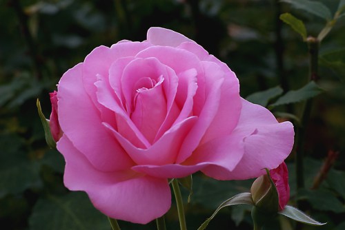 C. Vincent Ferguson - Tiffany Pink Rose - Digital Image