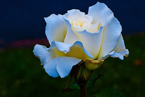 C. Vincent Ferguson - White Simplicity, Blue Highlights, Digital Image