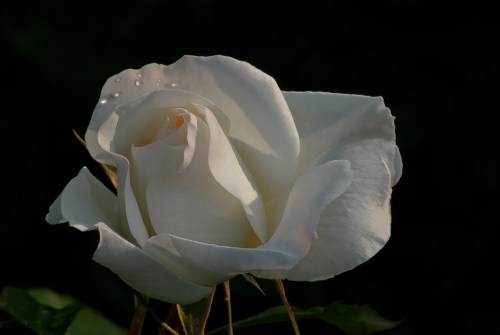 C. Vincent Ferguson - White Simplicity Rose - Digital Image