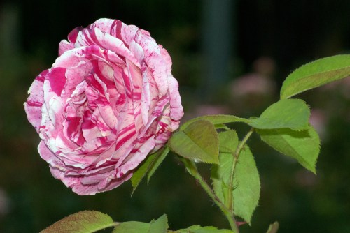 C. Vincent Ferguson - Scentimental Rose - Digital Image