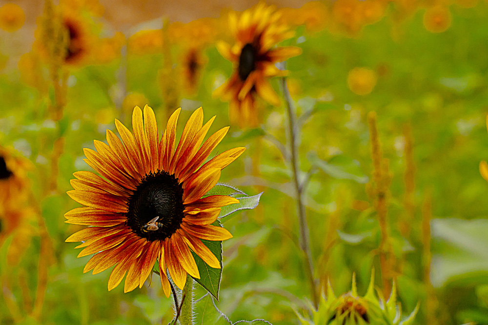 Sunflowers