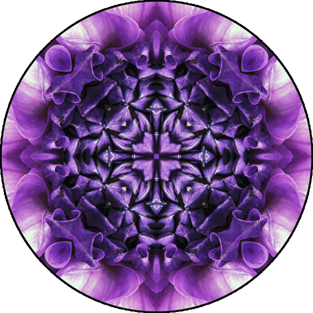 Royal Dahlia Mandala 04 - Digital Mandala