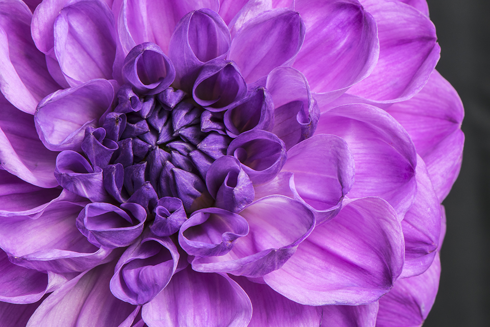 C Vincent Ferguson - Royal Dahlia Macro 01 - Digital Image