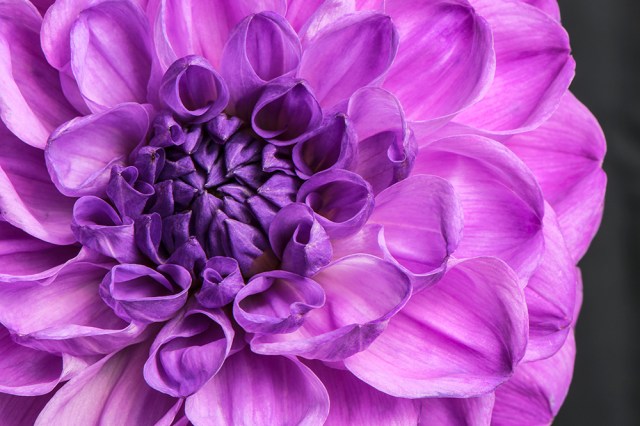 C Vincent Ferguson - Royal Dahlia Macro 01 - Digital Image