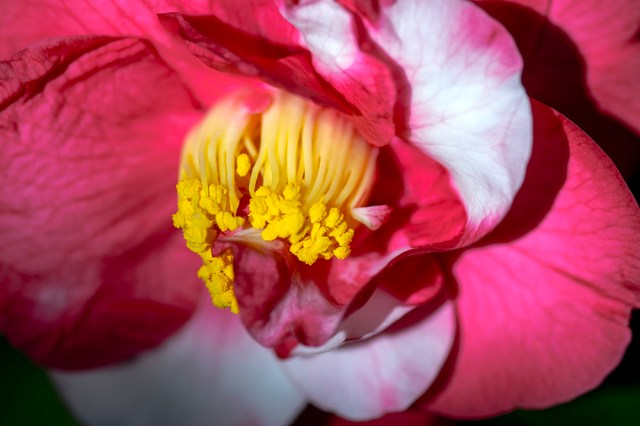 Camellia Japonica Mikenjaku