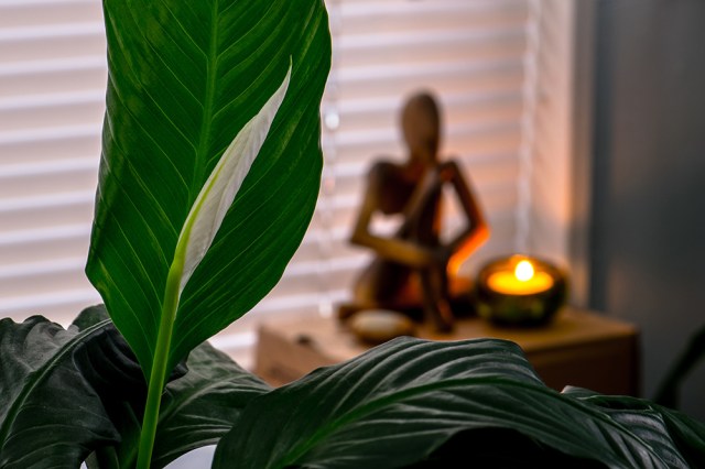 Peace Lily Meditation