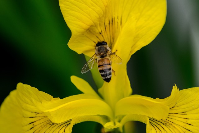 Yellow Iris Bee
