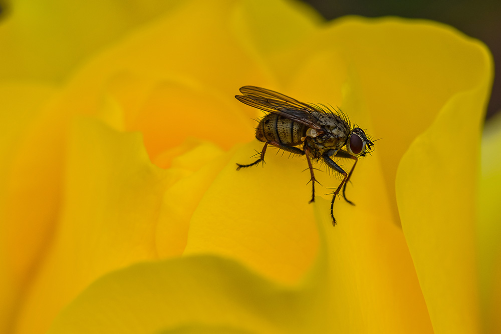 Rose Fly 02
